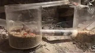 Naked Mole Rats at CMZoo