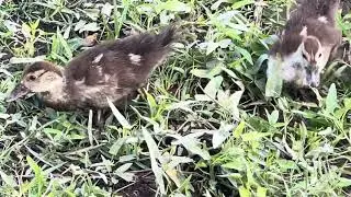 Feed duck 