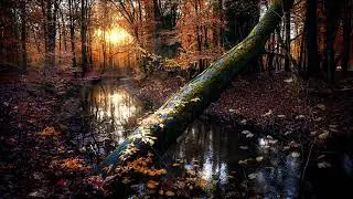 Forest Sounds   Sleep Meditation Music - 2 Hours Long