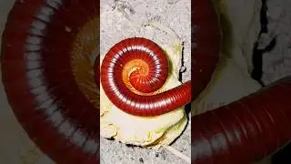 Round Red Millipede Episode-155 #nature #millipede #beautiful #insects #shorts