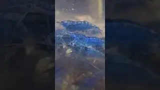 my blue dream Neocaridina Shrimp  #freshwatershrimp #neocaridina #shrimpbreeder #shrimptank