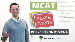 MCAT Flashcard: Polycistronic mRNA