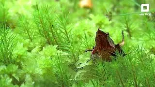 Ranita de Darwin: Chilo&eacute; intensifica plan de protecci&oacute;n en Santuario Chepu