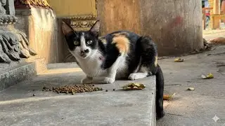 #07 POOR CAT EATING FOOD 