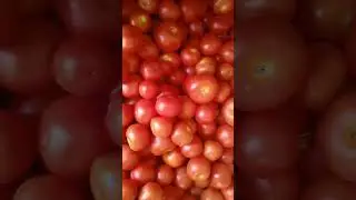 chennai #tomato prize 15 Rs