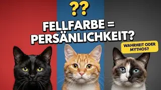 Bestimmt die Fellfarbe WIRKLICH die Pers&ouml;nlichkeit einer Katze?