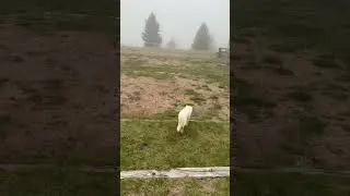 Outdoor cat)#adventure #cat #cats #mountains #travel l