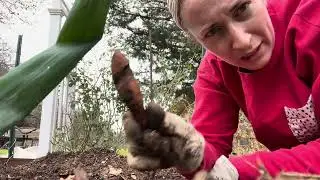 North Texas Gardening Jan 1, 2026 - Digging up potatoes / How to reflect when it feels heavy.