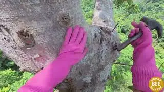 Heart Stopping Wild Honey Hunt &ndash; Brave Hunters Face Furious Bee PY8s8dhzmHg part2