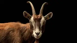 Goat Bleating Sound