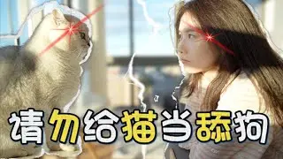 The Great War Between Me and My Cat 🐱💥｜關於我和小貓之間爆發戰爭這件事