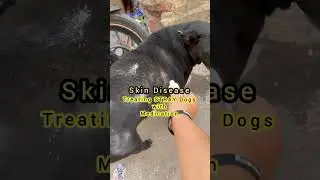 Treating Stray DOG's SKIN Disease with Medication #dog #shorts #doglover #puppy #straydogs #2024