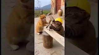 Cats Working at a Construction Site&hellip; And It Gets Hilarious 😹🔨