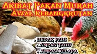 BAHAYA !! PAKAN FERMENTASI DEDAK, AMPAS TAHU, AMPAS KELAPA UNTUK TERNAK AYAM KAMPUNG
