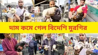 দাম কমলো টঙ্গী হাটে ফেন্সি মুরগির / টঙ্গী মুরগির হাট / ফেন্সি মুরগি / tongi murgir hat