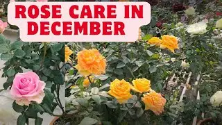 Complete Rose Plant Feeding guide | Care during full blooming | Feeding for Second flush