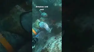 Amazing Dive Days #spearfishing #california #monterey #rockfish #diving #Spearfishing #shorts