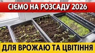 СІЧЕНЬ-ЛЮТИЙ 2026 – коли сіяти на розсаду для великого врожаю, цвітіння. Місячний посівний календар