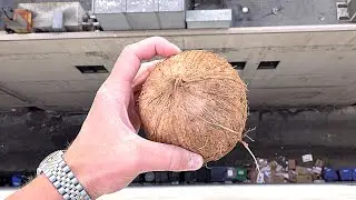 Will a Coconut survive a 100ft drop? -WillitBREAK?