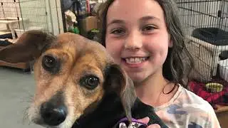 Hampton Osprey Video Marketing - Southampton Animal Shelter Foundation July 2018 Gala Film