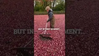 Cranberry Bog Surprise!  Wolf Spider Bite Transformation??? #funny