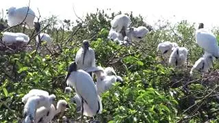 Wood Stork rookery