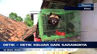 musang agar cepat jinak || langsung makan sama ayam #musang #makanpagi