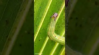 🆔Larva of split-branded owlet butterfly🐛🦋 #larva #butterfly #youtube#youtubeshorts#shorts #trending