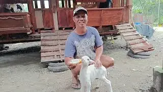 Sekolah Breeding Domba #domba #dombakontes #viral #fyp #shorts #trending