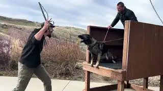 Bite Work Protection Dog Training | November 2025 | Valor Protection Dogs 