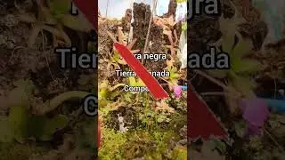 Sustratos para Plantas Carnivoras #carnifans #plantascarnivoras #venusflytrap