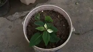 How to grow Poinsettia Plant | Poinsettia Cuttings Propagation in easiest way