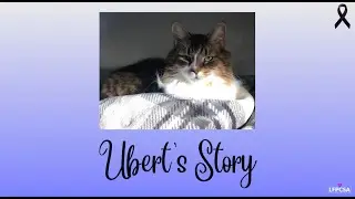 Solensia Experiences - Ubert's Story