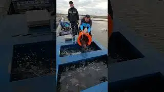 Watch this monster fish get harvested! 🐟💥#GiantGrouper #FishHarvest #SeaMonster #BigCatch #Fishing