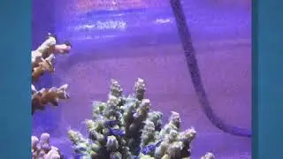 SPS Polyps Extension after feeding the fishes
