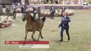 N117 TIFLAH - Katara International Arabian Horse Festival - Mares 4-6 Years Old (Class 7A)