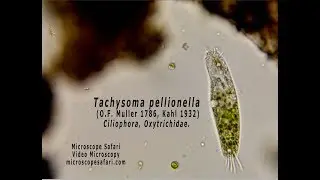 Tachysoma pellionella
