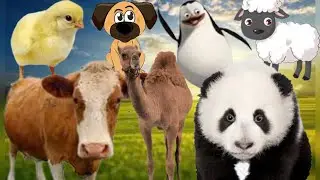 Learn Animal Sounds:Dog, Cow, Panda, Duck, Chick, Sheep