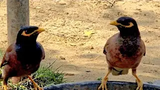 Common Myna Bird | Mynah Sounds Effects | Asian Birds