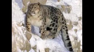 Crouching Tiger: First Blood