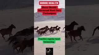 Daily Horse Health Tip: Advanced Hoof Care Techniques 🐴✨