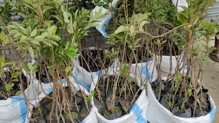 400 hot climate suitable apple plant delivery by train Karnataka , #greencarenursery#hrmn99appleplan