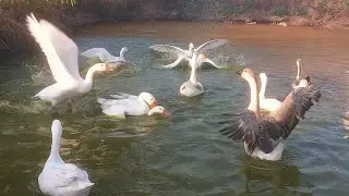 Peaceful Farm Life with Happy Geese Playingin Water, Eating Fresh Grass & Food