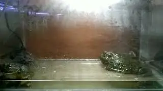 Pixie frog croacking / african bullfrog croaking