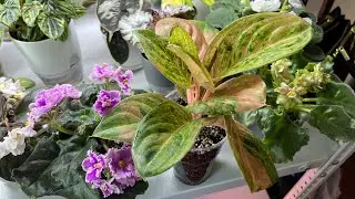 Пересадка Аглаонема Pink Emerald