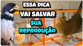 ESSA DICA VAI SALVAR SUA REPRODU&Ccedil;&Atilde;O DE COLEIRO E PAPA-CAPIM nessa TEMPORADA 