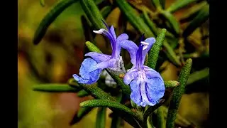 2 Minute Meditation - Purple Rosemary Flower