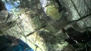 Shark Reef Aquarium - Amazon Predators