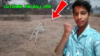 Save the ball dog challenge|| बहुत भगाया इसने|| don't try 🏠😡😅😍
