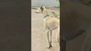 🥵Kanni dogs❤️#shortvideo #shortsfeed #trKanniending #viralvideo #shorts #short #viral #animals #dog